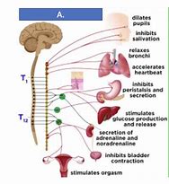 Autonomic Pharmacology | Cholinergic Agonists cc_644